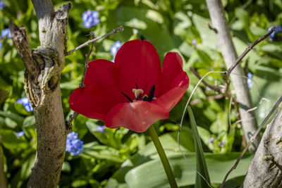 Close-up of red flowering plant