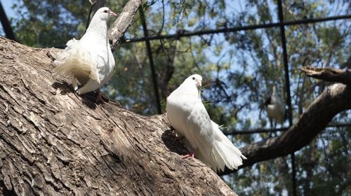 Low angle view of birds perching on tree