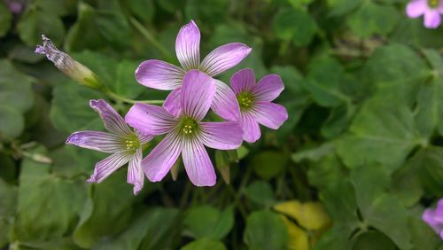 Close-up of pink flowers