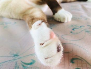 High angle view of cat sleeping on floor