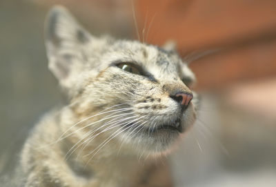 Closeup portrait of a cat in indian household