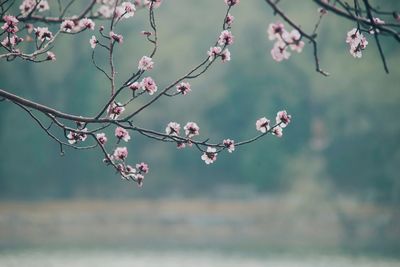 Peach blossom at summer palace, beijing, china 