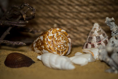 High angle view of shells on table