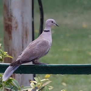 Close-up of bird perching outdoors