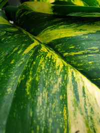 Full frame shot of fresh green leaves
