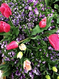 Close-up of flowers blooming outdoors