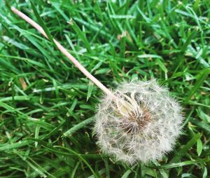 Close-up of plant growing in field