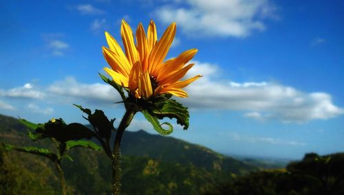 Close-up of yellow flower blooming against sky