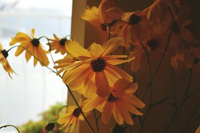 Close-up of yellow flowers