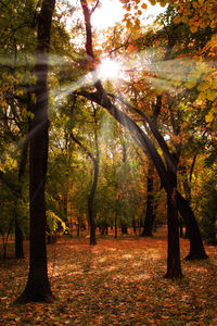 Sunlight falling on trees at sunset