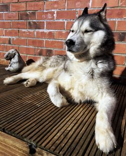 Close-up of dog outdoors