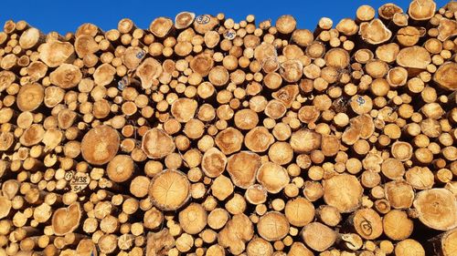 Stack of logs in forest