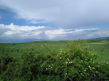 Scenic view of field against sky