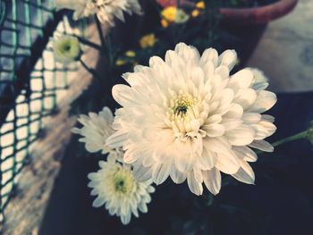 Close-up of white pollinating flower