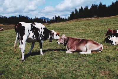 Cows on field against sky