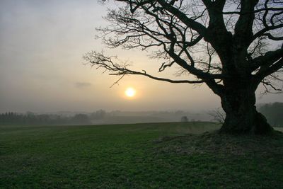 Tree on field against sky during sunset