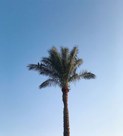 Low angle view of coconut palm tree against clear blue sky