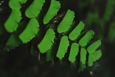 Close-up of snake on plant