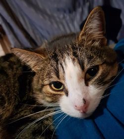 Close-up portrait of cat