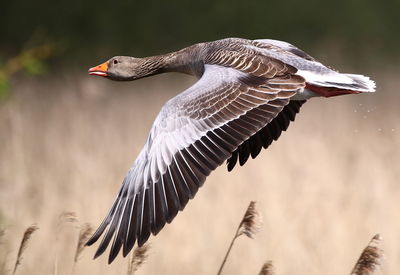 View of goose flying