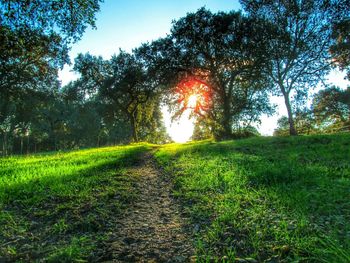 Scenic view of grassy field against sky