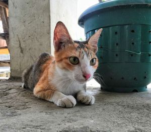 Close-up portrait of a cat looking away