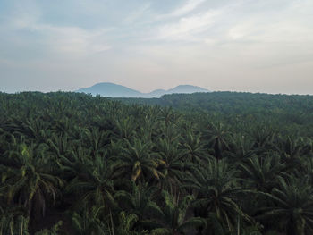 Scenic view of palm trees on field against sky