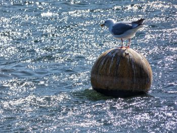 Seagull perching on a sea