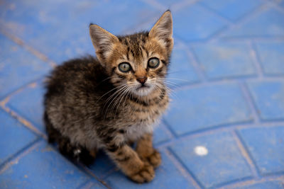 Close-up of cat