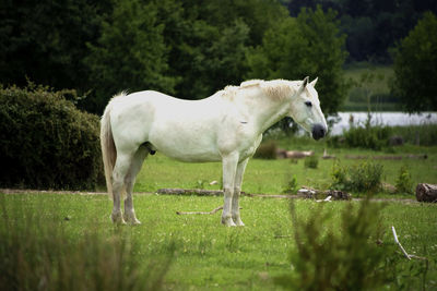White horse standing in ranch