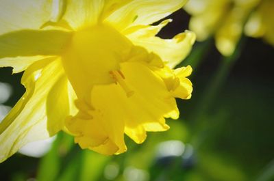 Close-up of yellow flower