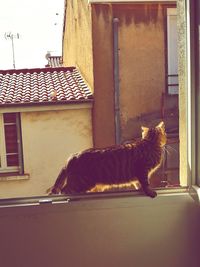 Cat on window of house