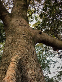 Low angle view of trees in forest against sky