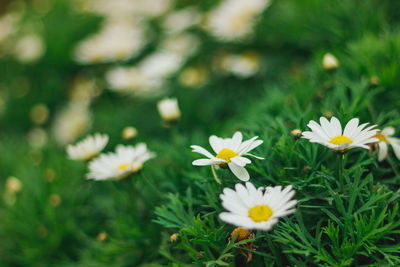 Close-up of white daisy flowers on field