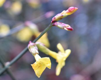 Close-up of yellow rose flower buds