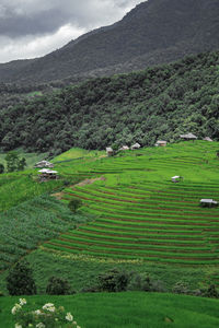 Scenic view of agricultural field