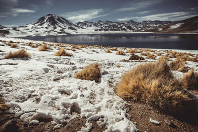 Lagunas altiplanicas environment in atacama desert