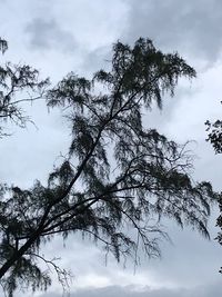 Low angle view of trees against sky