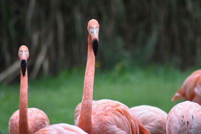 Close-up of birds