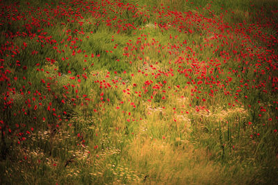 Scenic view of red flowering plants on land