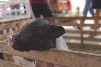 Close-up of a dog looking away