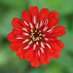 Macro shot of red flower