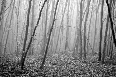 Trees in forest during foggy weather