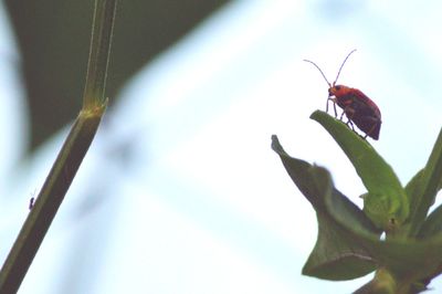 Close-up of butterfly on plant