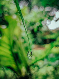 Close-up of water drops on plant