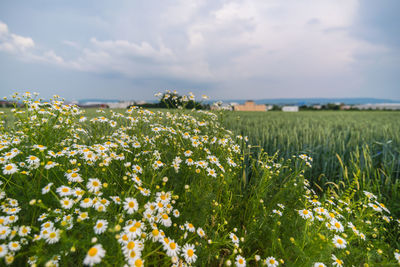 Flowering plants on field by sea against sky