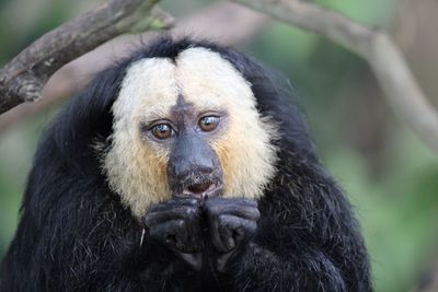 Portrait of black labrador retriever in zoo