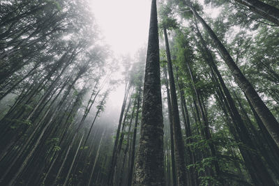 Low angle view of bamboo trees in forest