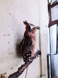 Portrait of owl perching on metal during winter