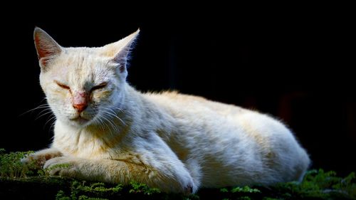 Close-up of cat sitting against black background